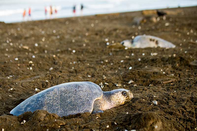 Schildkröte liegt im Sand am Meer in Costa Rica