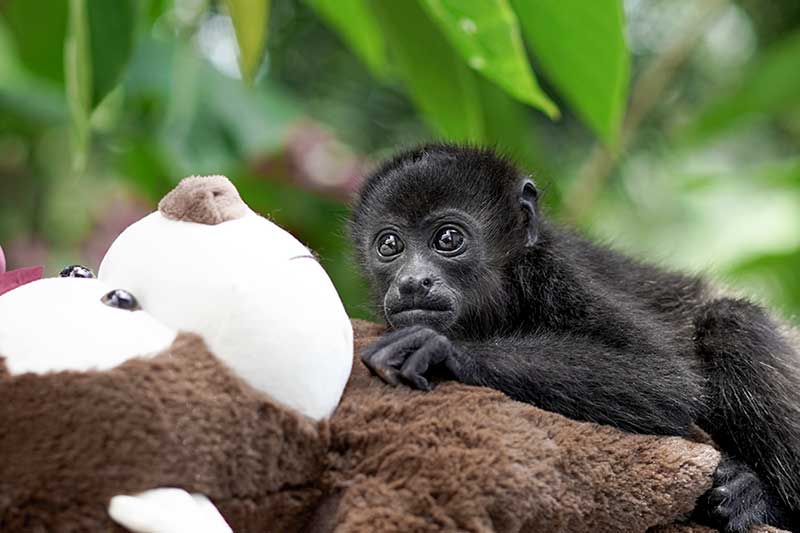 Affe guckt mit großen Augen in die Kamera und liegt auf Stofftier in Costa Rica