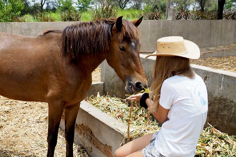 WanderWorld füttert Pferd auf der Horse Ranch in Peru