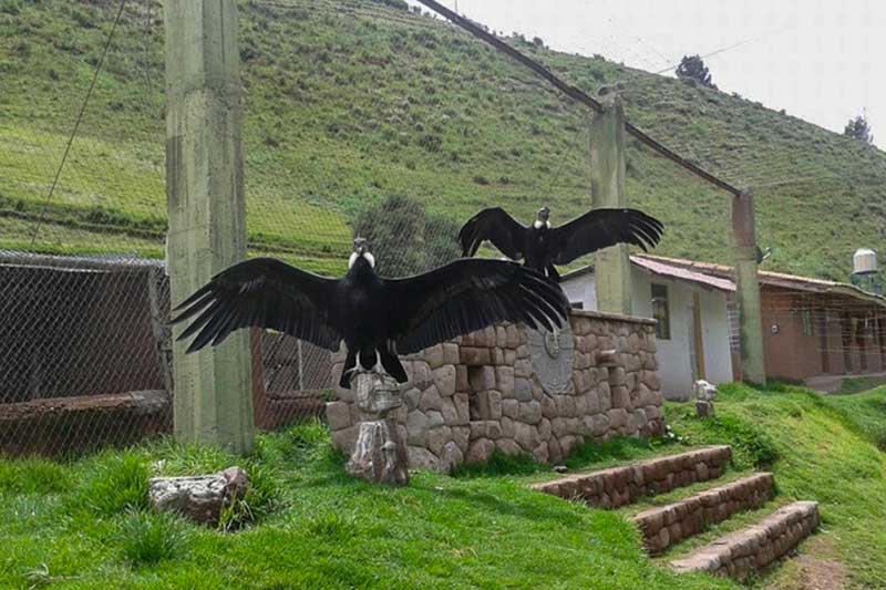 Wildlife Cusco zwei Adler spannen ihre Flügel
