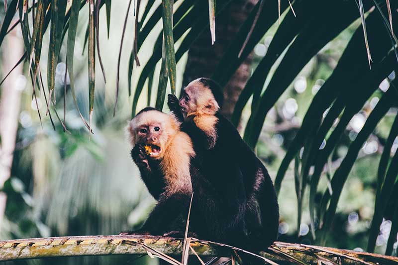 zwei Affen essen im Dschungel in Costa Rica