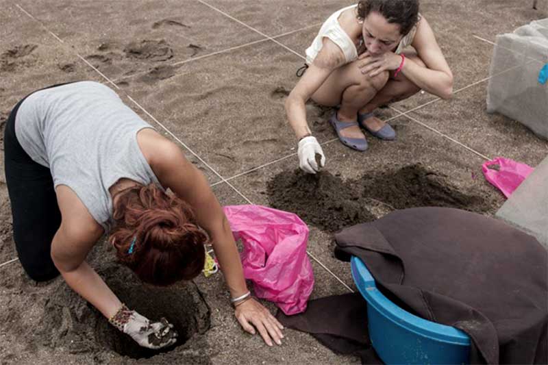 Freiwillige graben Loch für Schildkröten in Costa Rica