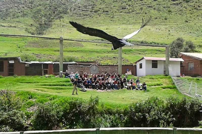Wildlife Cusco Adler fliegt vor Berg und Menschen schauen zu