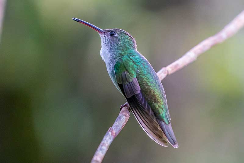 bunter Kolibri sitzt auf Ast im Dschungel in Costa Rica