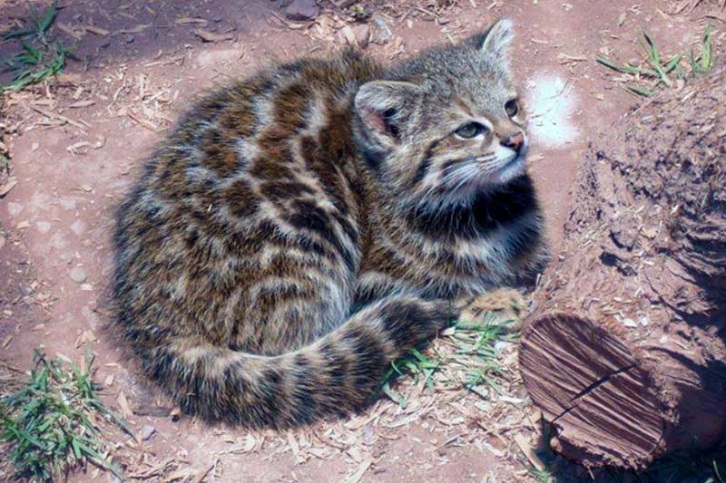Wildlife Cusco eine Baby Katze mit Gepard Muster in Fell