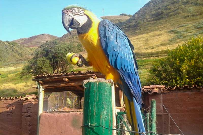 Wildlife Cusco ein bunter Papagei vor Bergen