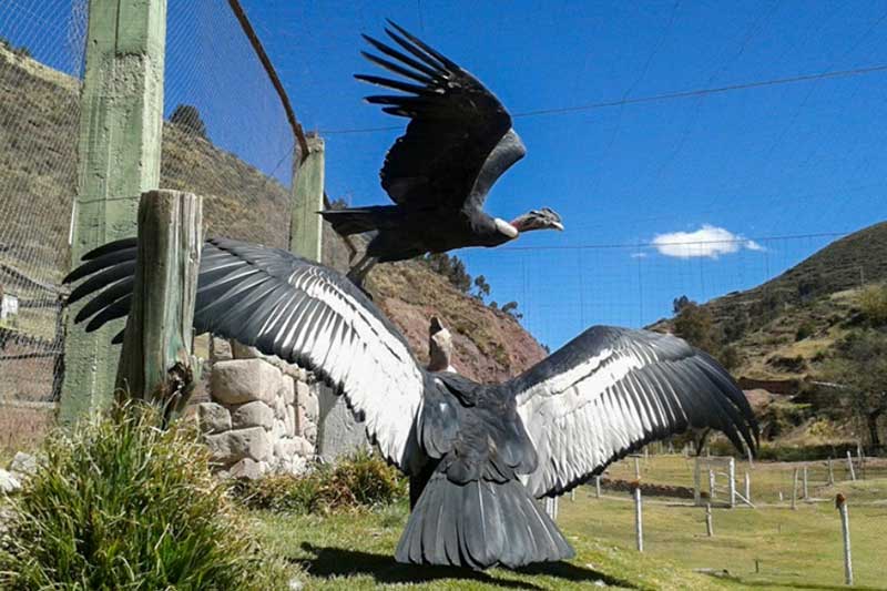 Wildlife Cusco ein Adler setzt zum Fliegen an