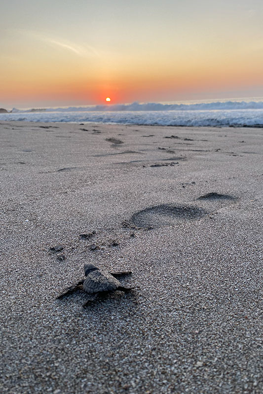 Kleine Schildkröte am Meer bei Sonnenuntergang