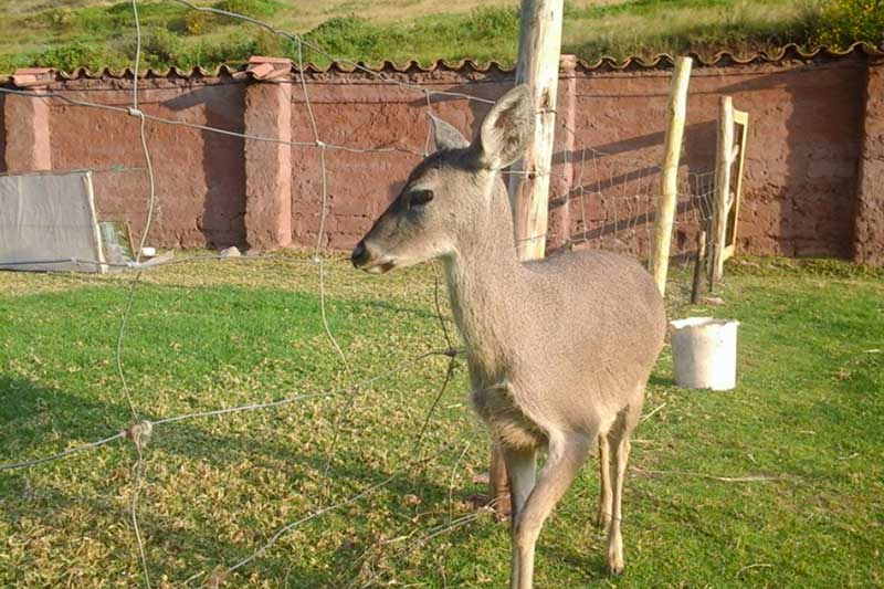 Wildlife Cusco ein junges Reh im Gehege