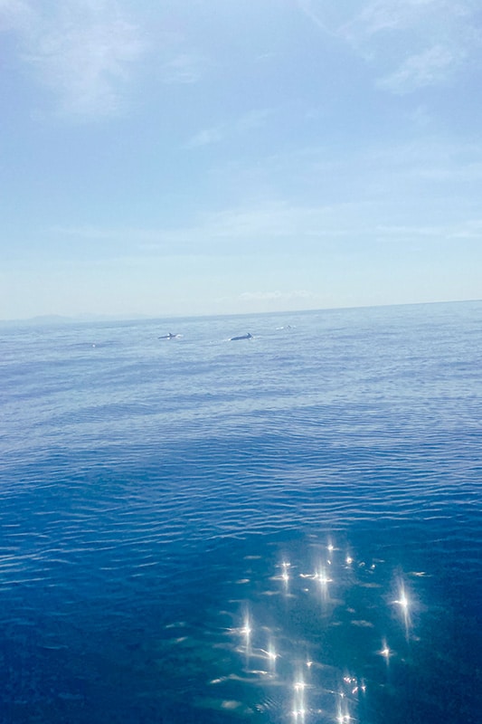 Delfine ragen aus dem Wasser