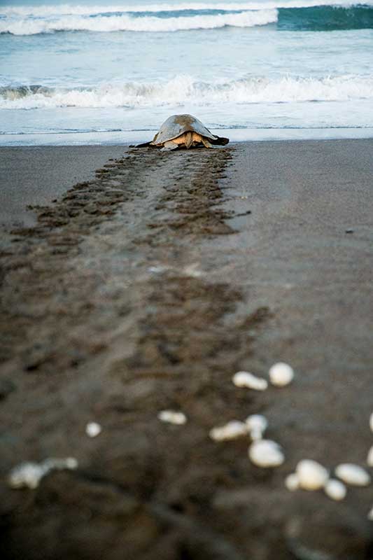 Schildkröte auf dem Weg zum Meer nachdem sie abgelaicht hat in Costa Rica