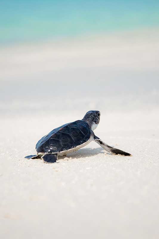 Baby Schildkröte am Sandstrand auf dem Weg zum Meer in Costa Rica