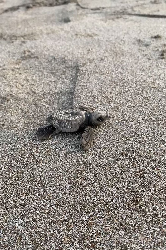 Baby Schildkröte auf dem Sand