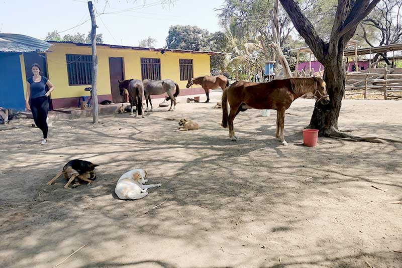 Pferde und Hunde in der Horse Ranch in Peru