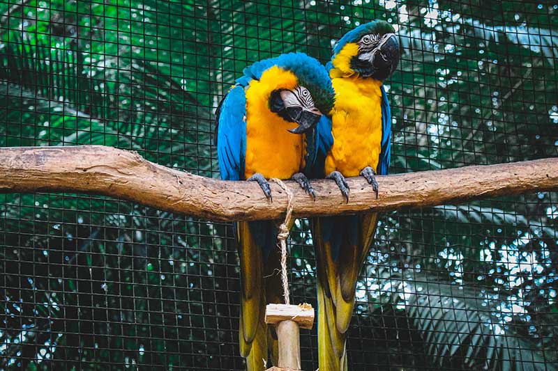 zwei bunte Papageie auf der Stange im Wildlife in Costa Rica