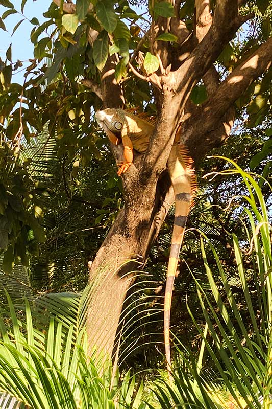 Orangener Leguan sitzt auf einem Baum
