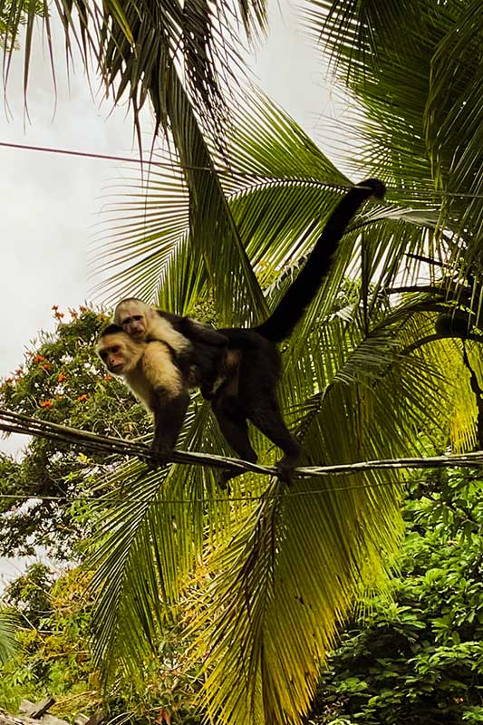 Zwei Affen auf einem Stromkabel neben einer Palme