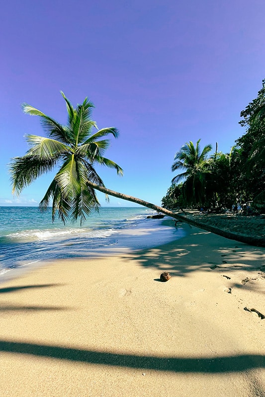 Palme am Strand von Punta Uva