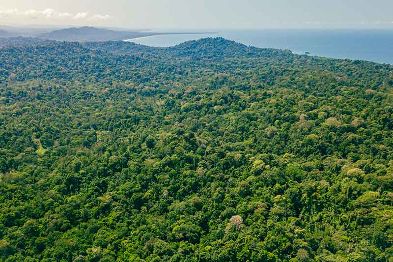 Regenwald von oben aus Drohnen Perspektive