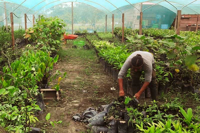 Frau hilft auf der Plantage im Regenwald in Peru