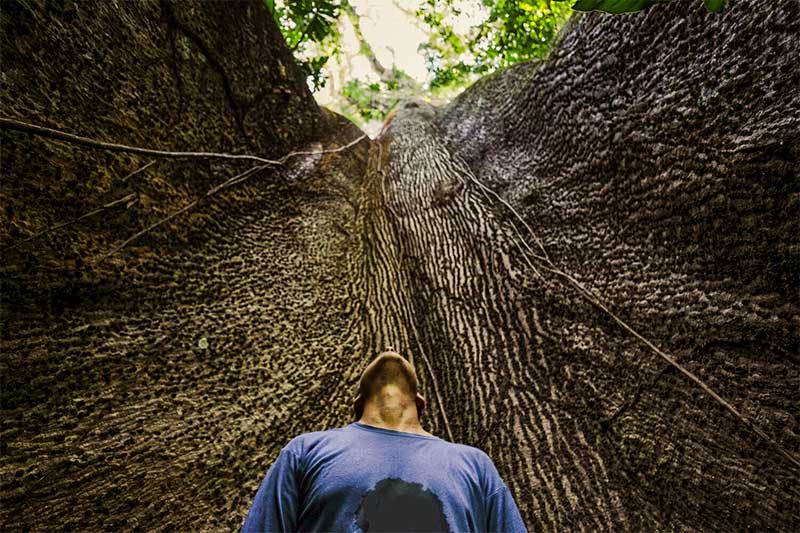 Mann schaut Baum nach oben im Regenwald in Peru
