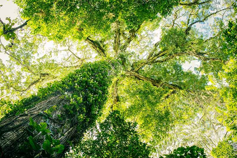 Bewachsener Baum in der Permaculture in Costa Rica