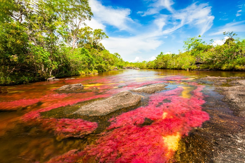 Caño cristales Colombia colorful river