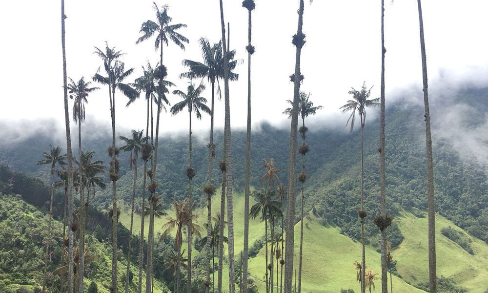 Palmen im Valle Del Cocora Colombia