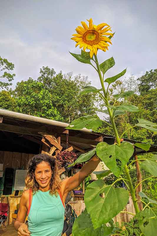 Außenbereich der Permaculture Freiwillige fotografiert Sonnenblume