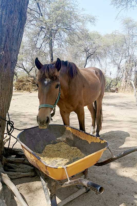 Pferd frisst aus Trug in Horse Ranch Peru
