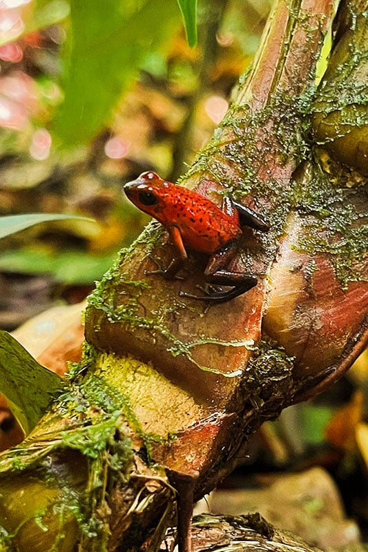 roter Frosch sitzt auf einem Ast