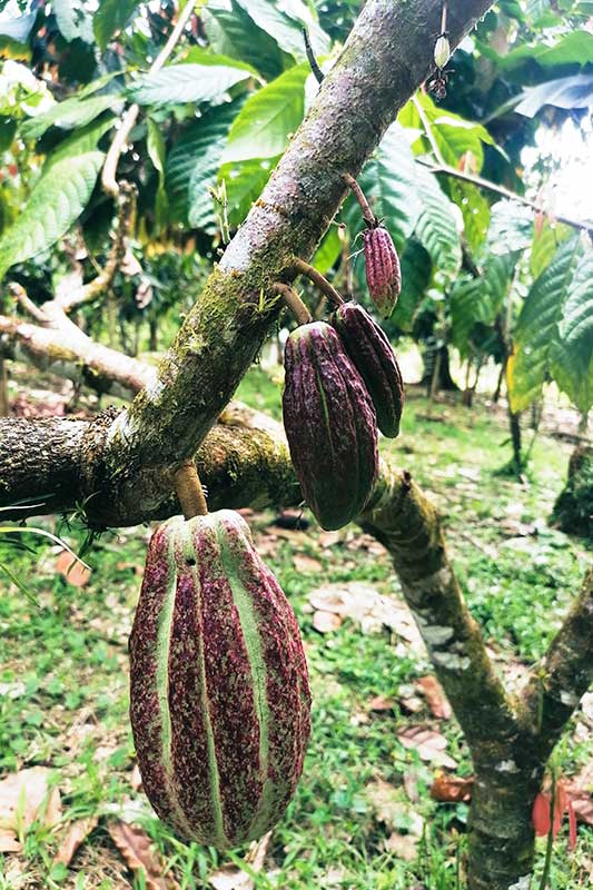 Kakaopflanzen