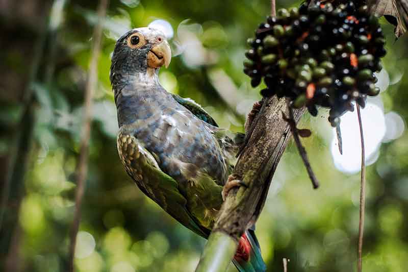 bunter Vogel sitzt auf Ast in der Permaculture in Costa Rica