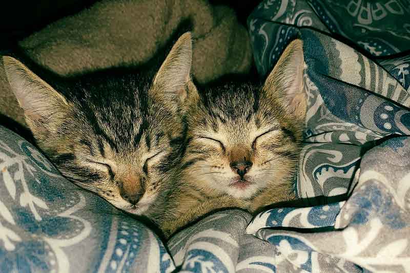 zwei Katzen kuscheln in der Decke in der Permaculture in Costa Rica
