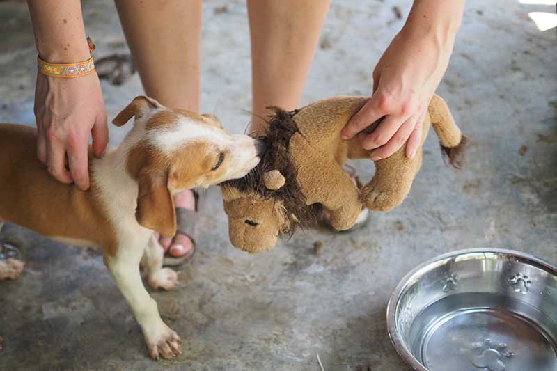 Welpe spielt mit Stofftier in Mexiko