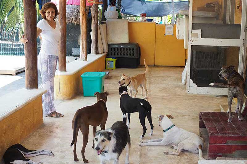 Animal Shelter mit Hunden in Mexiko