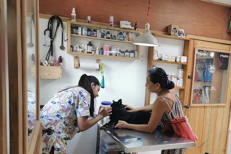 Tierarzt kümmert sich um Hund in Holbox Mexiko
