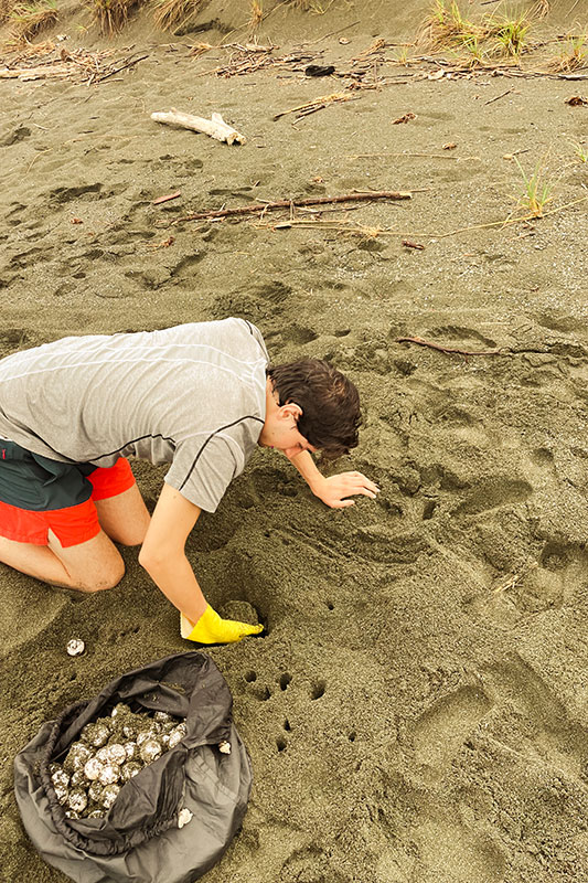 Junge buddelt Schildkröteneier aus dem Strand mit gelben Handschuh