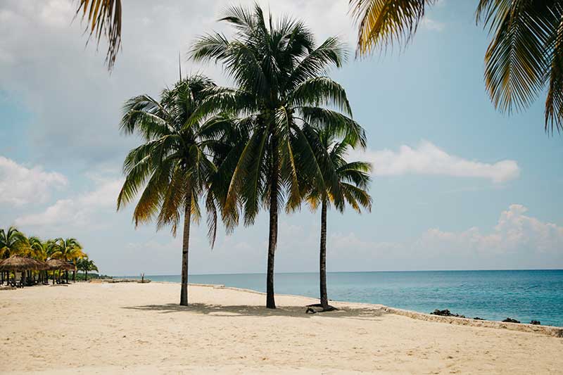 Palm trees on sandy beach in Guatemala