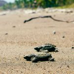 Baby Schildkröten laufen am Strand zum Meer