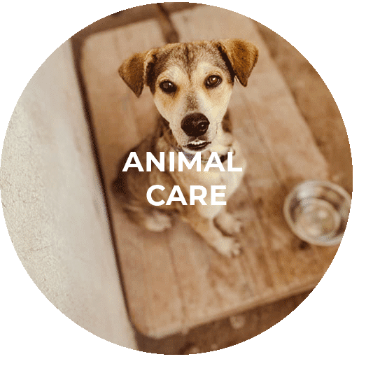 Button für das Animal Care Programm Mexiko