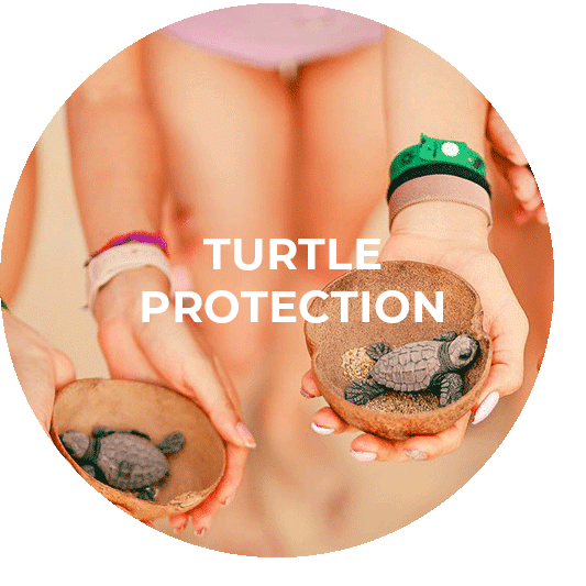 Button für das Turtle Protection Programm Mexiko
