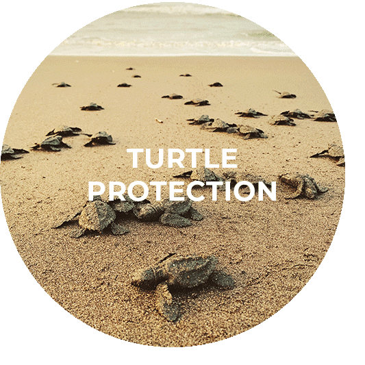 Button für das Turtle Protection Programm Guatemala