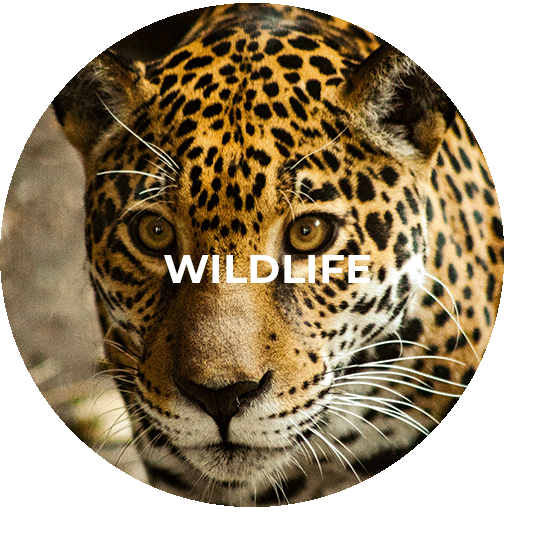 Button für das Wildlife Programm Guatemala