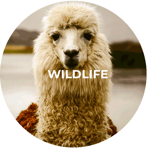 Button für das Wildlife Rescue Programm Peru