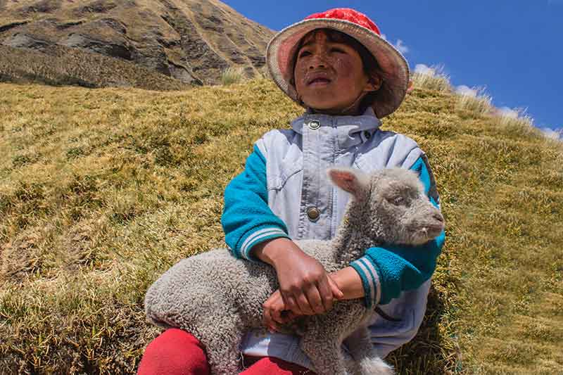 Child Alpaca Huaraz