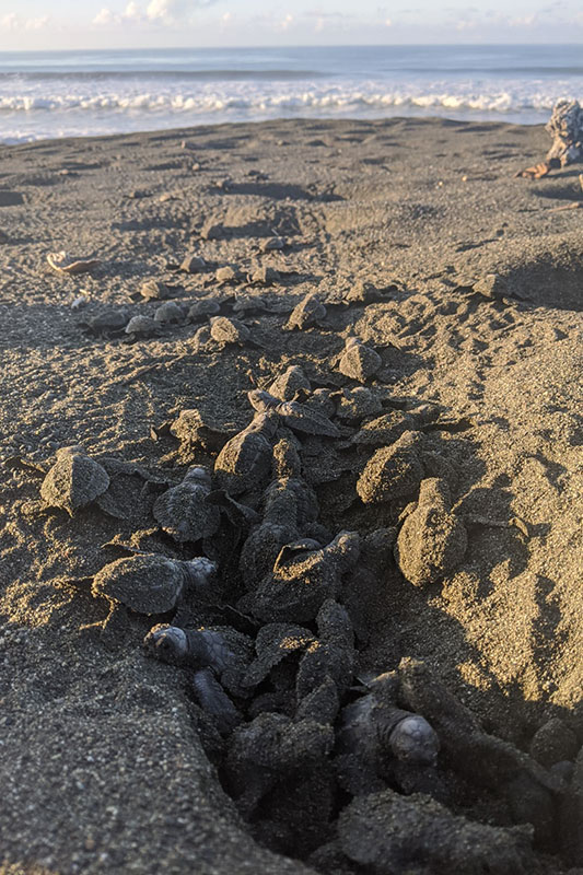 Schildkröten krabbeln aus dem Sand Richtung Meer