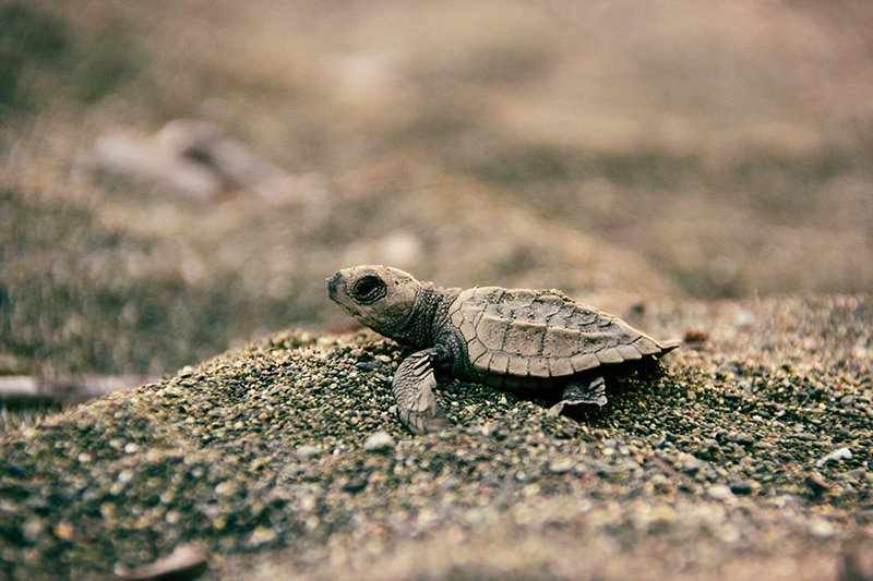 Babyschildkröte auf Sand
