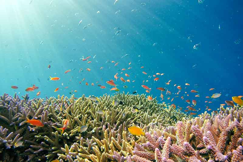 viele bunte Fische vor Korallenriff in Mexiko