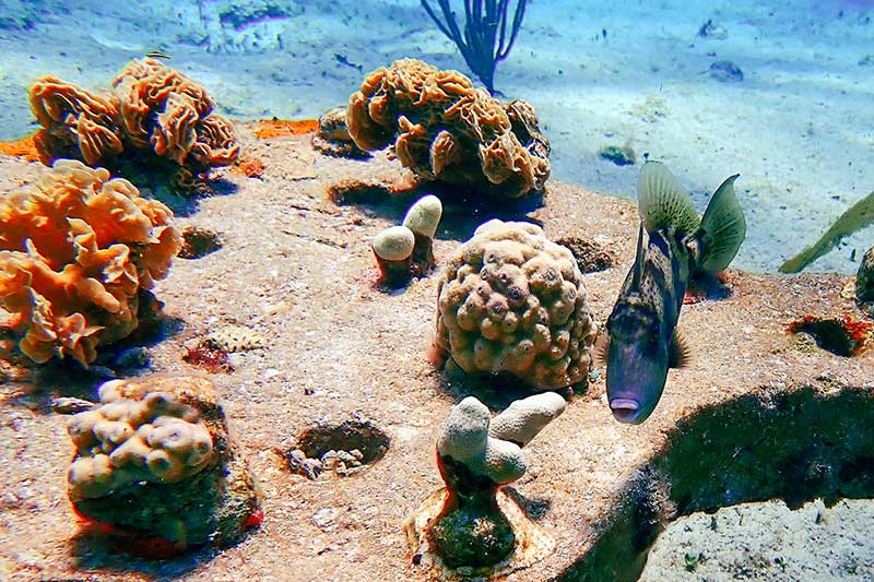 Fisch von Nahem vor Korallenriff in Mexiko